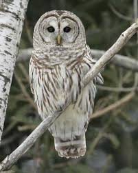 barred owl